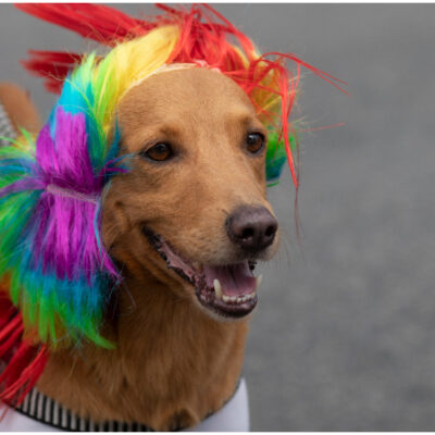 FOTOS: Perros conquistan con sus disfraces el Carnaval de Río de Janeiro