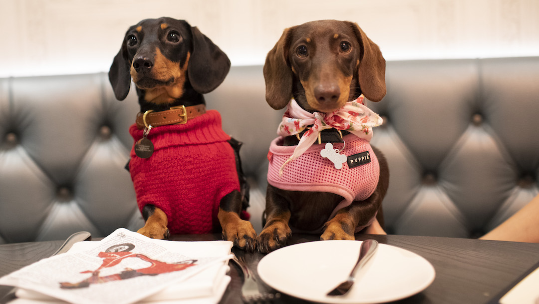 Foto "Estas son las mejores y peores comidas para perro según la PROFECO