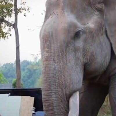 Pianista da terapia musical a elefantes enfermos en Tailandia