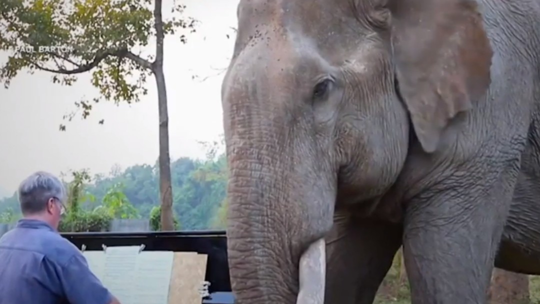 Foto: Pianista da terapia musical a elefantes enfermos en Tailandia