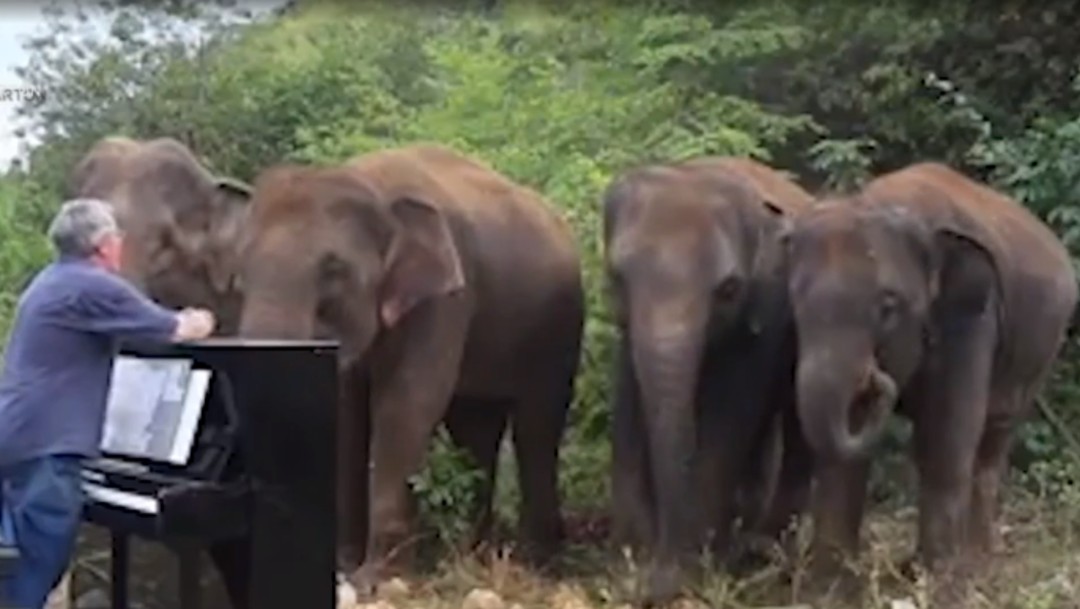Foto: Pianista da terapia musical a elefantes enfermos en Tailandia