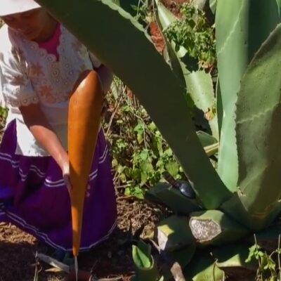 Mujeres indígenas de Oaxaca salen adelante produciendo pulque