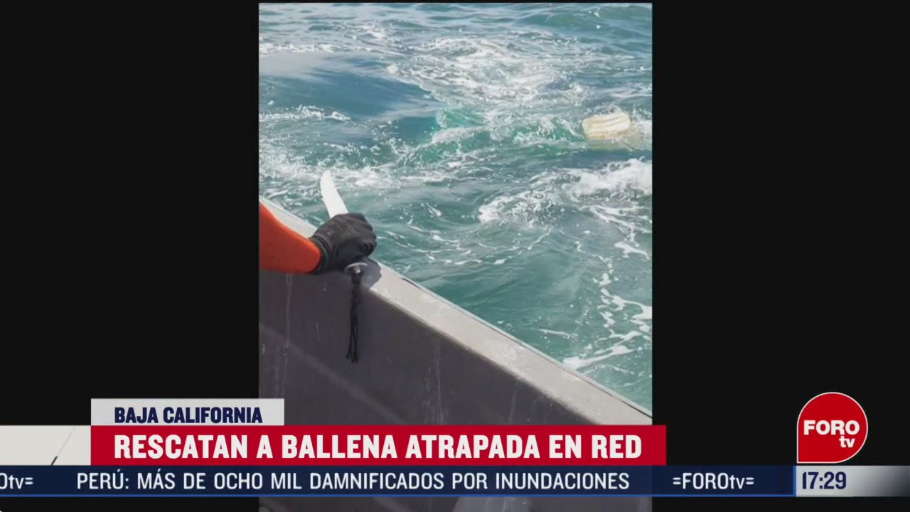 FOTO: 22 Febrero 2020, rescatan ballena atrapada en red en bala california