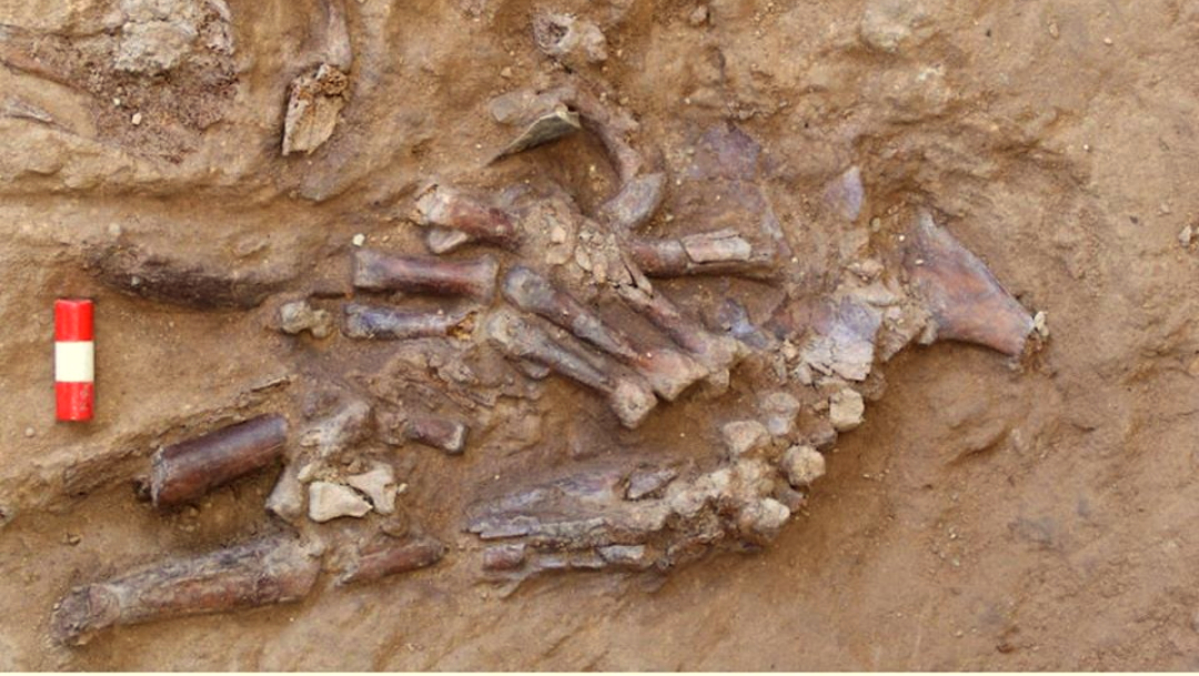 Esqueleto da pistas sobre funerales del Paleolítico medio