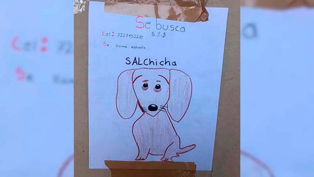 perro-perdido-raza-salchicha-dibujos-Toluca
