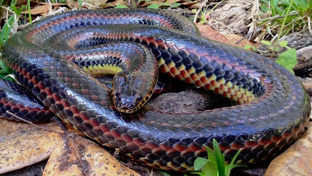 Serpiente-arcoiris-especie-desaparecida-avistamiento-raro-Florida