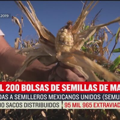 SFP halla diversas irregularidades en la compra de semilla de maíz