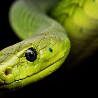 Orgía de serpientes provoca cierre parcial en localidad de Florida