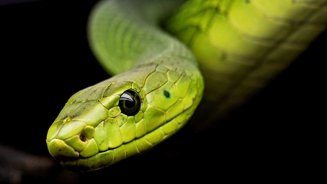 Orgía de serpientes provoca cierre de lago en Florida