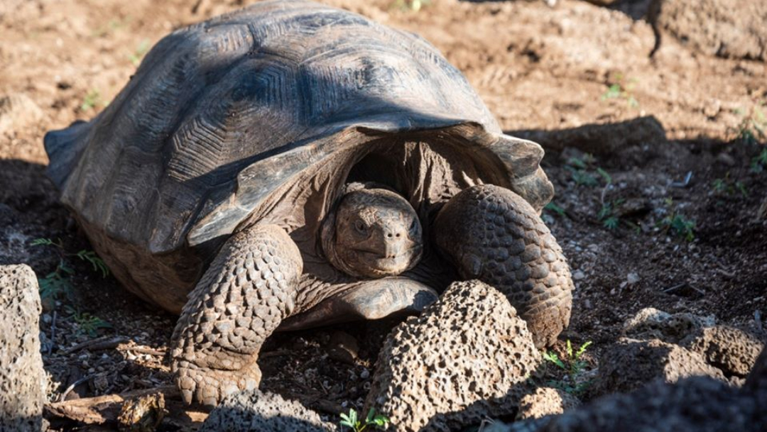 Encuentran tortugas con genes similares a especies extintas