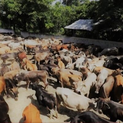 Denuncian a ganaderos fantasmas por fraudes en Chiapas