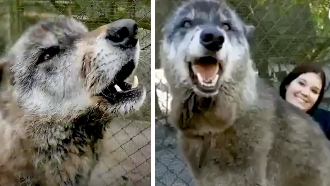 Perro lobo gigante conmueve al mostrar cariño a sus humanos