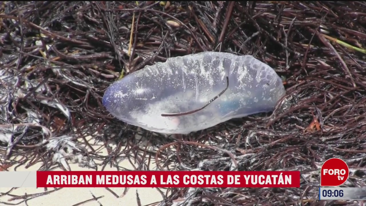 alerta en yucatan por llegada de medusas carabela portuguesa