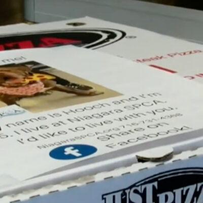 Pizzería coloca fotos de perritos en sus cajas para que sean adoptados