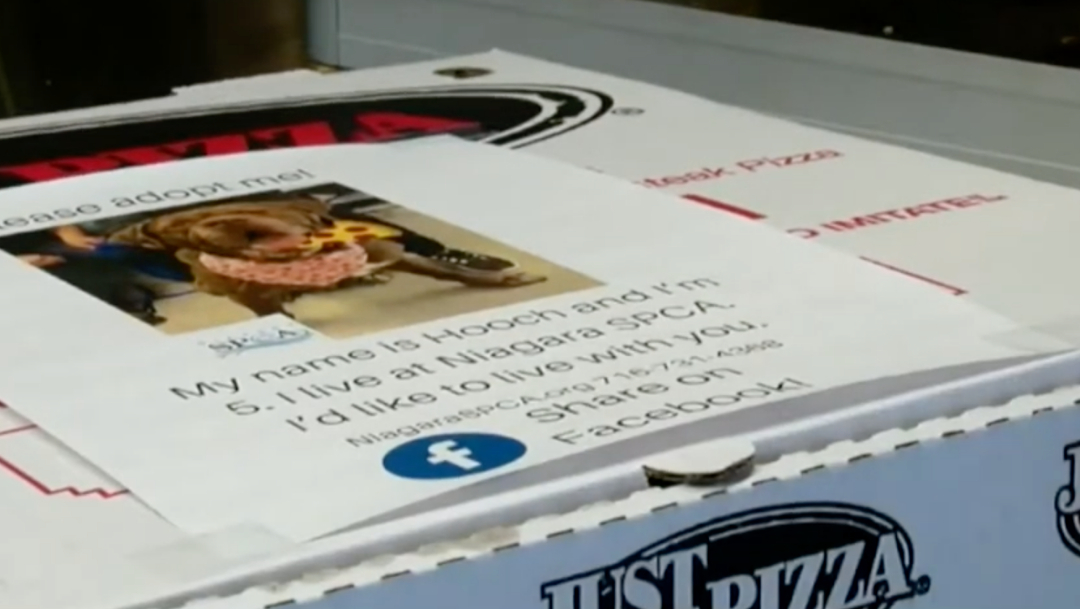 Pizzería imprime fotos de perritos en cajas para adoptarlos