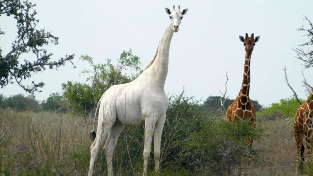 Foto: Cazadores furtivos matan a la única jirafa blanca de Kenia y a su cría