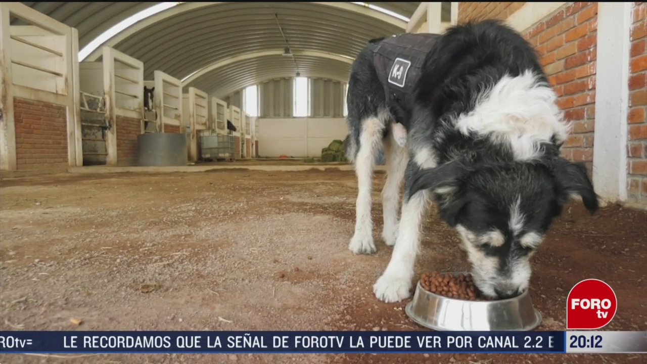 FOTO: 15 marzo 2020, ecatepec tiene un nuevo policia canino