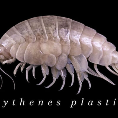 Descubren nueva especie en el fondo del mar contaminada con plástico