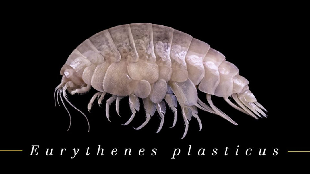 Descubren nueva especie en el mar contaminada con plástico