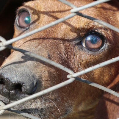 Rescatan a perrito que era drogado y explotado en Coyoacán