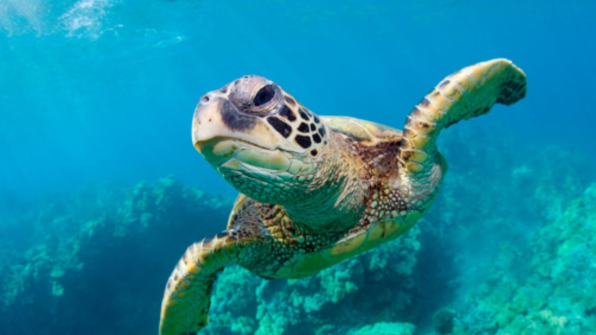 Foto: Una tortuga marina. Getty Images/Archivo
