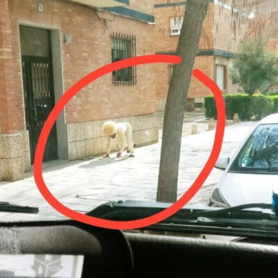 Hombre se disfraza de perro para salir a la calle en España
