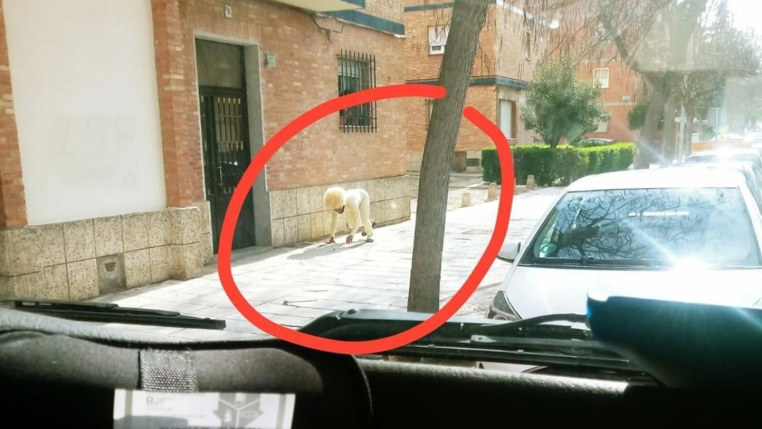 Hombre se disfraza de perro para salir a la calle en España