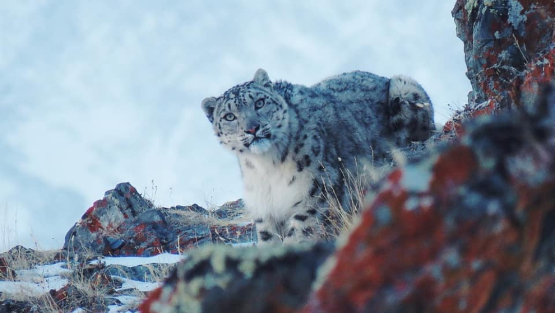 Foto: Captan a leopardo de las nieves en Rusia