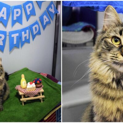 Hacen fiesta para gatita por cumplir 100 días en el refugio, pero nadie la adoptó