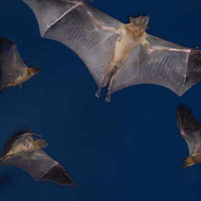 Queman murciélagos por temor a contagio de coronavirus