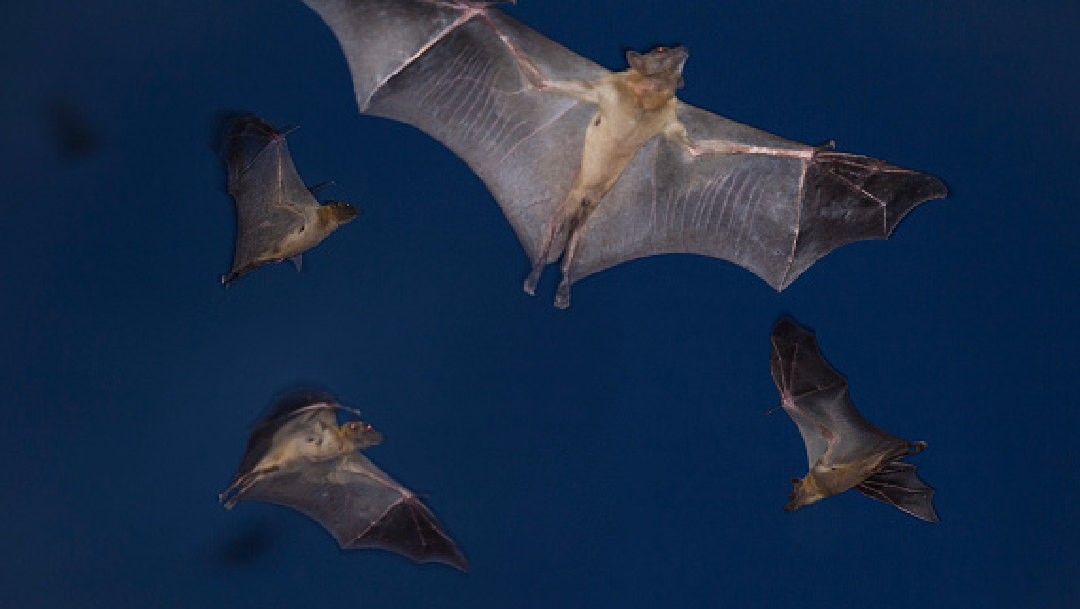 Foto: Queman a murciélagos por temor a contagio de coronavirus , 22 de marzo de 2020, (Getty Images, Archivo)