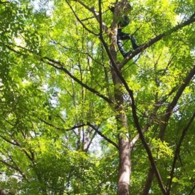 Rescatan a hombre que subió a un árbol en Polanco, CDMX