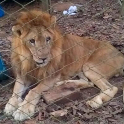 Júpiter, el león que se encontraba moribundo en Colombia, muestra mejoras en su salud
