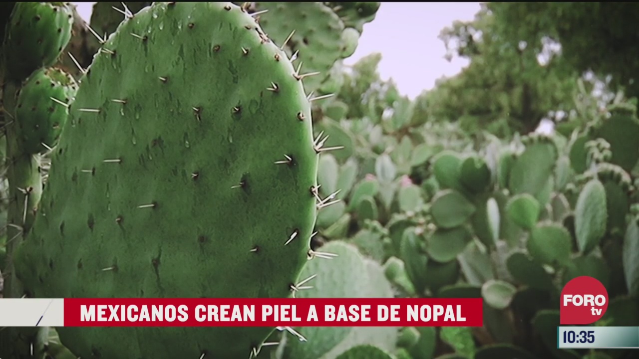 mexicanos crean piel a base de nopal