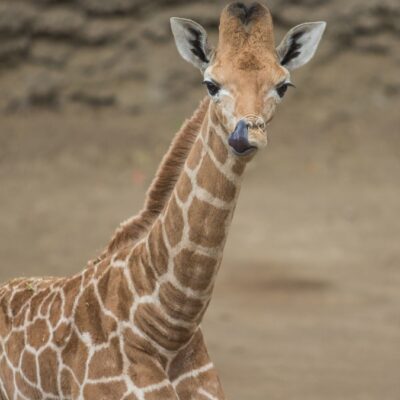 Nace jirafa bebé en Zoológico de Chapultepec; elegirán nombre por internet