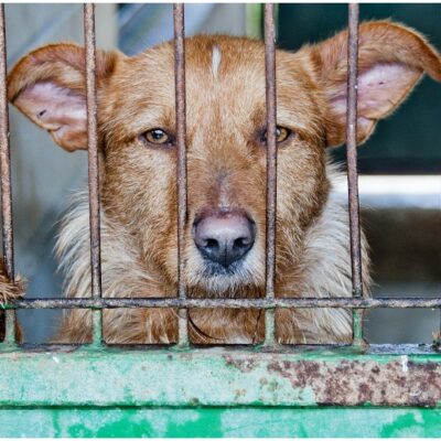 Proponen castigar con cárcel abandono de animales en México