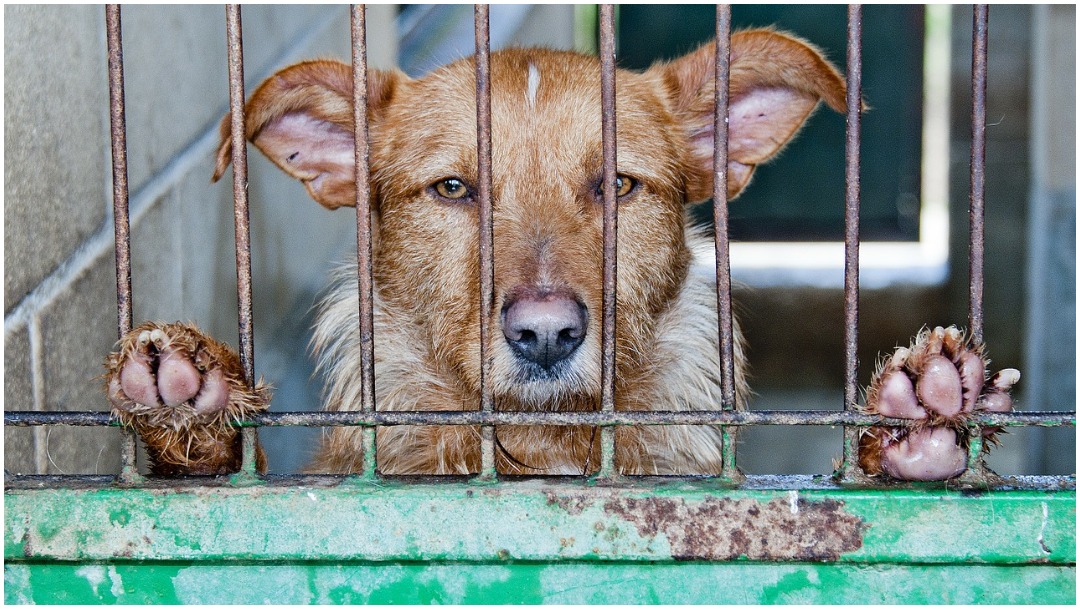 Foto: Proponen castigar con cárcel el abandono de perros, 1 de marzo de 2020 (Pixabay)