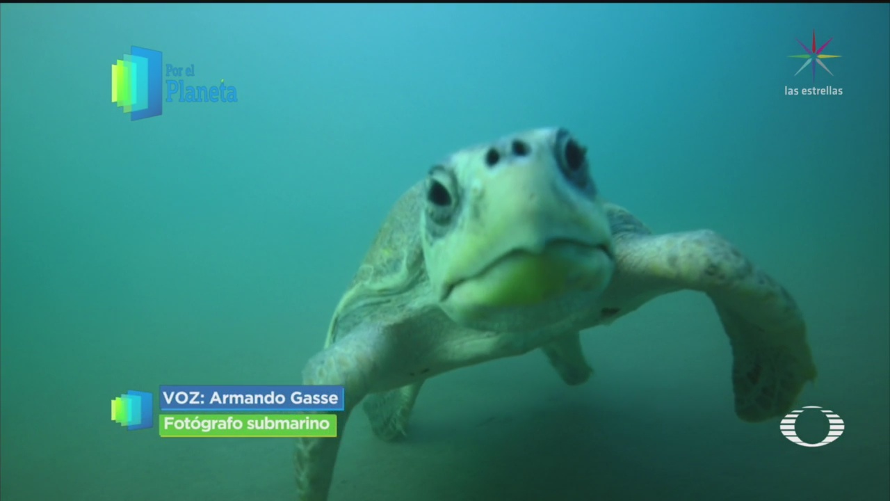 FOTO: 16 marzo 2020, por el planeta arribada de tortuga golfina en oaxaca