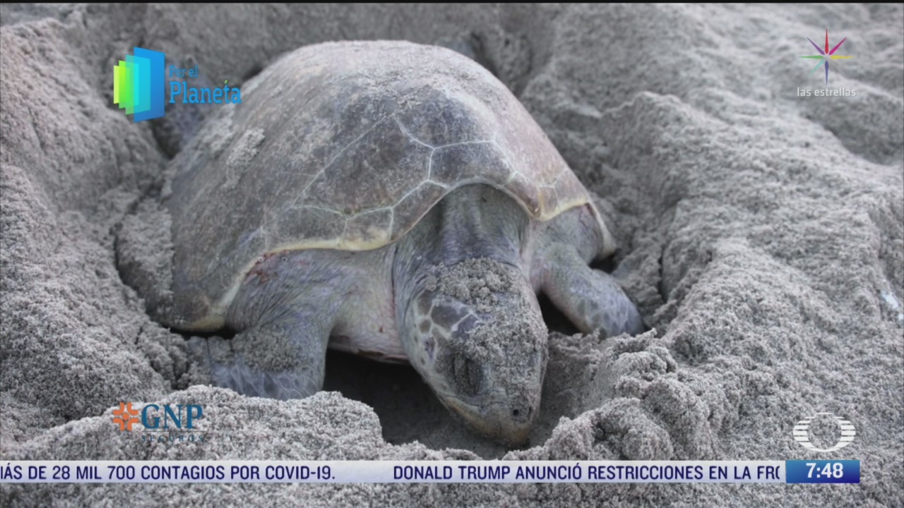 por el planeta conservacion de la tortuga marina