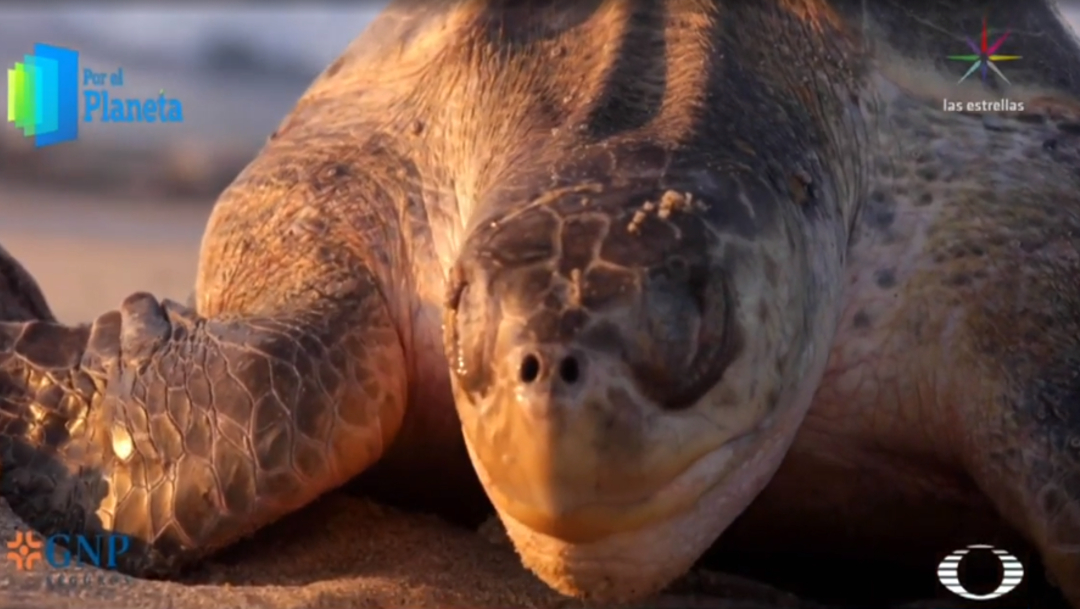 Por el Planeta: El llanto de las tortugas (Noticieros Televisa)