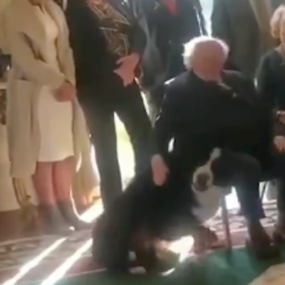 Video: Perro del presidente de Irlanda lo interrumpe para que le rasque la panza