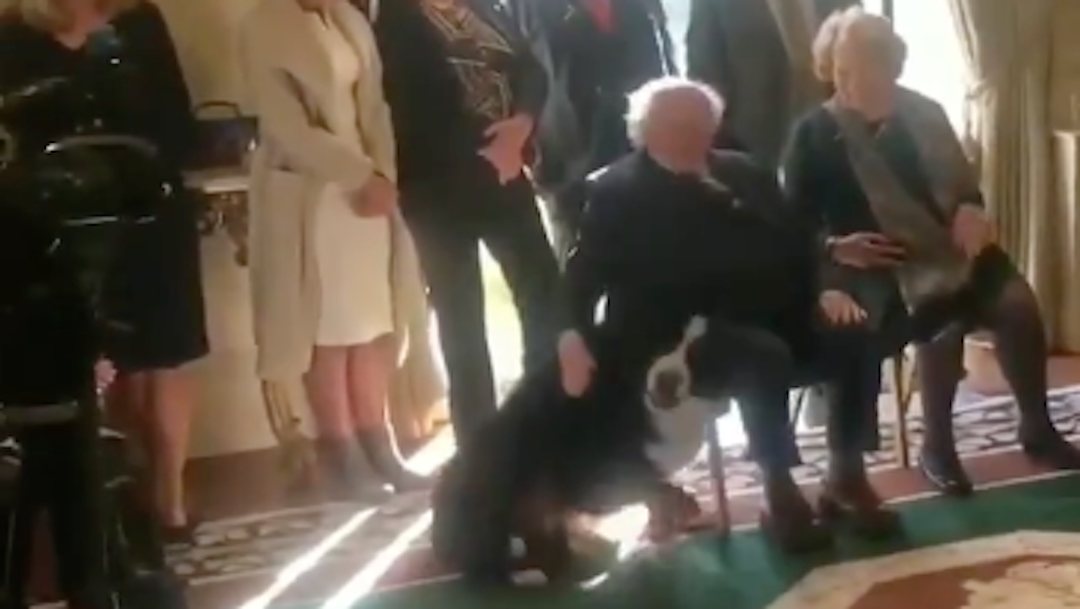 Foto Video: Perro del presidente de Irlanda lo interrumpe para que le rasque la panza 10 marzo 2020