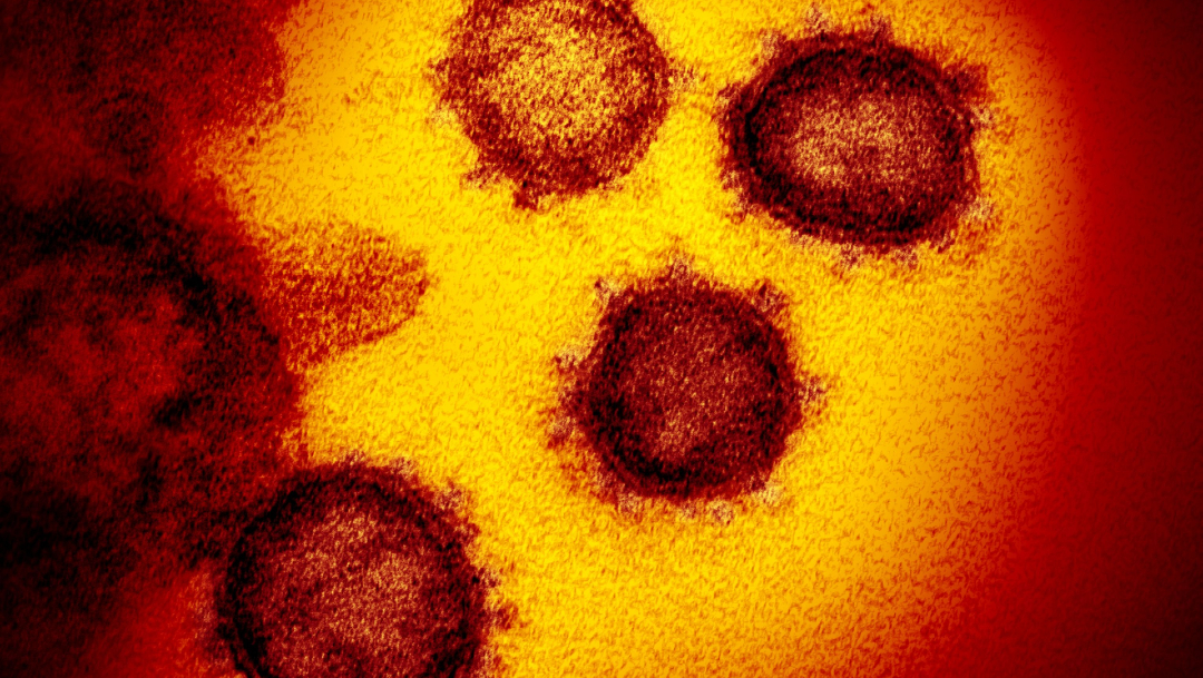 FOTO Rusia probará vacunas contra coronavirus en hurones y primates (Reuters)