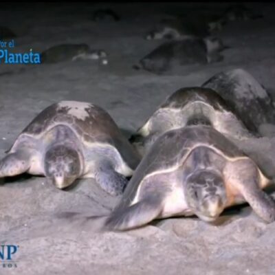 Por el Planeta: Arribo masivo de tortugas y anidación en Oaxaca
