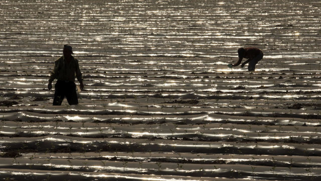 Foto: Un par de jornaleros en los campos agrícolas de EEUU, 28 marzo 2020