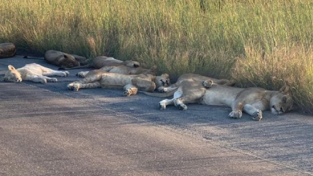 Foto: Leones en Sudáfrica toman una siesta a un lado del camino, 16 de abril de 2020, (RICHARD SOWRY/KRUGER NATIONAL PARK)