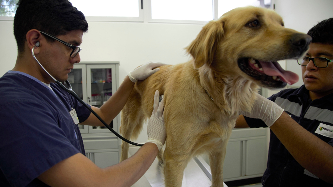 veterinario mexico perro coronavirus