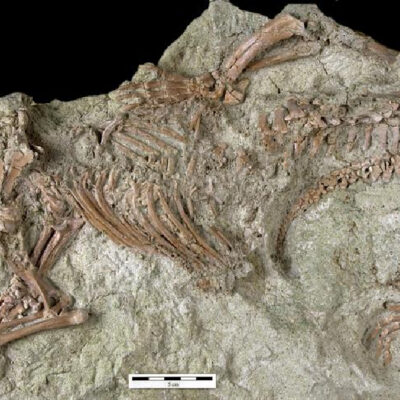 Encuentran la “Bestia loca”, un extraño fósil de mamífero que vivió hace 66 millones de años