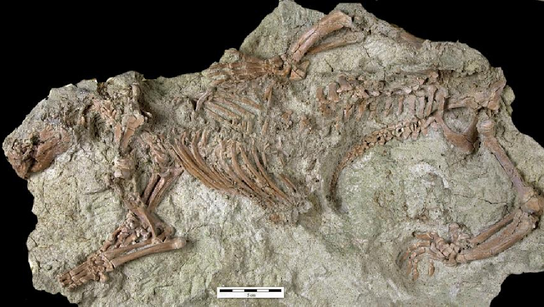 Descubren a “Bestia loca”, un extraño fósil de mamífero que vivió hace 66 millones de años, 29 de abril de 2020, (EFE)