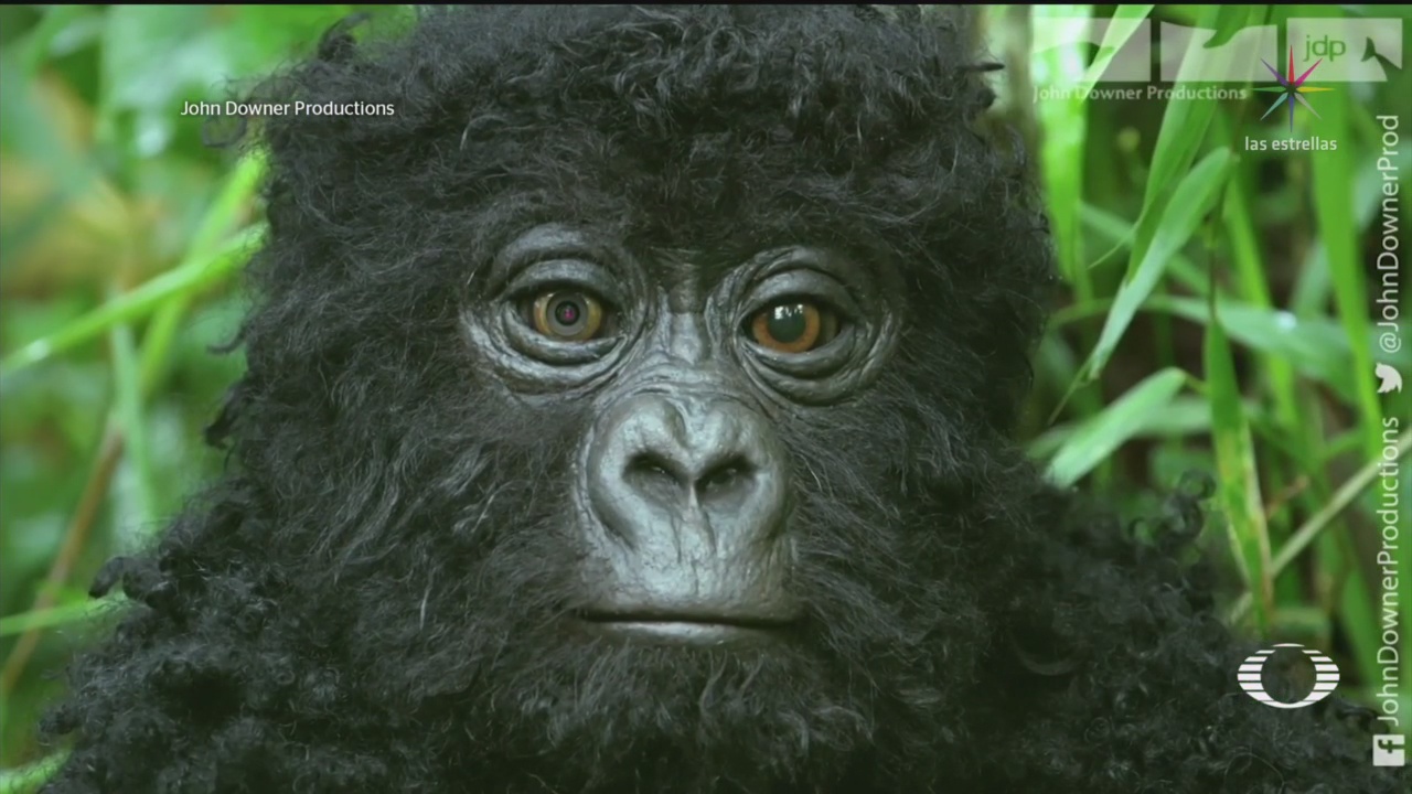Foto: Graban a gorilas cantando comiendo en Uganda 30 Abril 2020